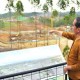 Pembangunan Masif, Jokowi Pede HUT Ke-79 RI Dapat Digelar di IKN