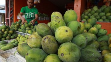 Produksi Mangga Kabupaten Cirebon Terus Digenjot