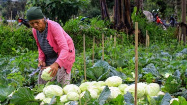 Petani di Lereng Gunung Marapi Wilayah Agam Merugi Rp2,4 Miliar Akibat Abu Vulkanik