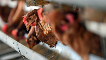 Harga Pakan Naik, Peternak Ayam Merugi Akibat Harga Jual Telur Yang Tidak Seusai