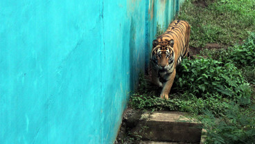 Rencana Penutupan Sementara Medan Zoo
