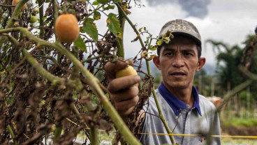 Harga Tomat di Sumbar Lebih Mahal dari Bawang Merah