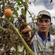 Harga Tomat di Sumbar Lebih Mahal dari Bawang Merah