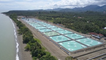 Walhi: Program Shirmp Estate Ancam Ekosistem Mangrove di Pesisir