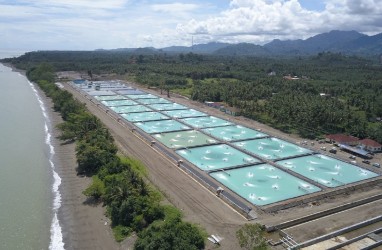 Walhi: Program Shirmp Estate Ancam Ekosistem Mangrove di Pesisir