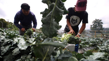 Harga Komoditas Brokoli Anjlok Akibat Melimpahnya Pasokan