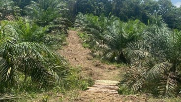 Kementan Dorong Pemda Riau Selesaikan Konflik Lahan di Perkebunan Sawit