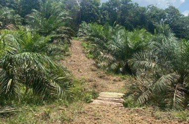 Kementan Dorong Pemda Riau Selesaikan Konflik Lahan di Perkebunan Sawit