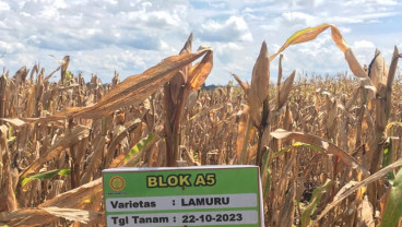 Food Estate Gunung Mas Panen Jagung & Singkong? Kementan Beberkan Hasilnya