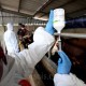 Penyaluran Vaksin PMK di Sumsel Telan Anggaran Rp8 Miliar