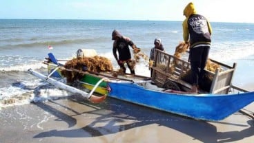 Budi Daya Rumput Laut di Pesisir Utara Bangkalan Bisa Perkuat Ekonomi Nelayan