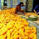 Produksi Jagung Terancam, Kementan Berantas Mafia Impor Pakan Ternak