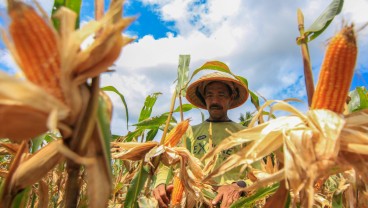 Harga Lagi Manis, Produksi Jagung 2024 di Sumbar Ditargetkan Meningkat