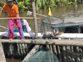 Konsumsi Tinggi, Riau Masih Defisit Produksi Ikan Air Tawar