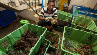 Genjot Sektor Perikanan, Sumbar Bergerak untuk Budidaya Lobster Laut