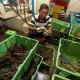 Genjot Sektor Perikanan, Sumbar Bergerak untuk Budidaya Lobster Laut