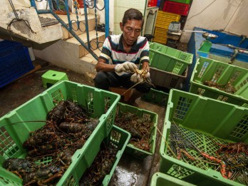 Genjot Sektor Perikanan, Sumbar Bergerak untuk Budidaya Lobster Laut