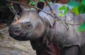 Daftar Hewan Paling Langka di Dunia, 2 Berasal dari Indonesia