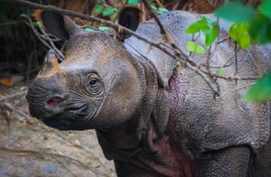 Daftar Hewan Paling Langka di Dunia, 2 Berasal dari Indonesia