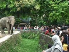 Kebun Binatang Tertua di Indonesia Medan Zoo Segera Ditutup