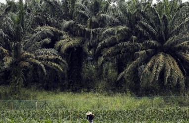 Tindak Lanjuti Perusahaan Tanpa HGU, Pemprov Riau Bentuk Tim Satgas Terpadu