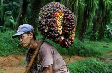 Harga Sawit Riau Naik Lagi Menjadi Rp2.743,34 per Kg