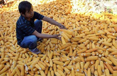 Sumut Mendapat Alokasi 8.220 Ton Jagung Pakan Ternak