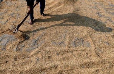 Harga Gabah di Tingkat Petani Naik, Beras Makin Mahal