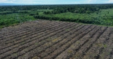 Suaka Margasatwa Rawa Singkil di Aceh sejak awal 2019 hingga Juni 2023 telah kehilangan 1.324 hektare (Ha) tutupan hutan, hampir setara dengan lima kali luas kompleks Gelora Bung Karno (GBK) di Jakarta. Hal ini terjadi akibat maraknya perambahan dan alih fungsi hutan ke perkebunan kelapa sawit./change.org
