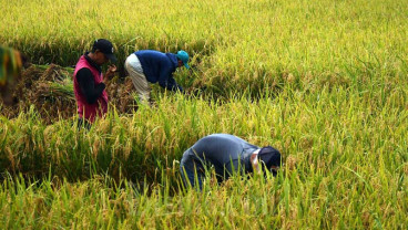 Anggaran Ketahanan Pangan di Sumsel Terealisasi Rp435,4 Miliar, Ini Rinciannya