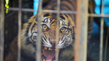 Harimau Sumatera Masuk Perangkap di Pasaman