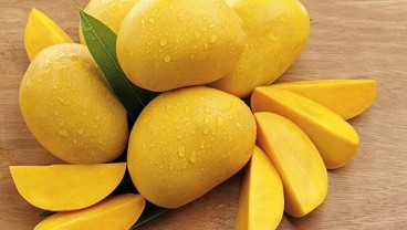 Indramayu Dominasi Produksi Mangga di Jawa Barat