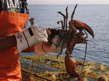 5 Perusahaan Vietnam Investasi Budidaya Lobster, Keran Ekspor Dibuka Lagi?