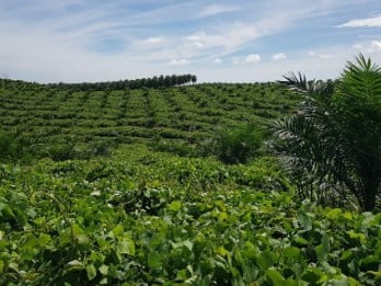 PalmCo Regional 3 Replanting 1.135 Ha Kebun Sawit di Riau