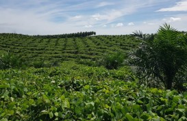 PalmCo Regional 3 Replanting 1.135 Ha Kebun Sawit di Riau
