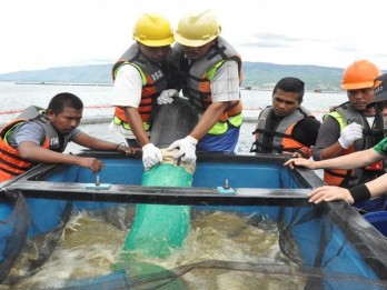 Strategi Sulsel Kendalikan Harga Ikan di Tengah Ancaman Gelombang Tinggi