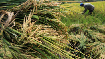 Produksi Padi di Kabupaten Aceh Barat Ditargetkan Mencapai 124 Ribu Ton Pada 2024