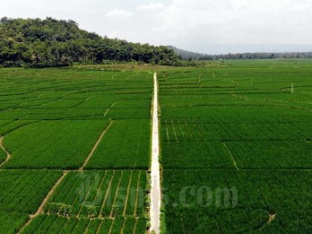Program Food Estate Sumedang Bakal Dikembangkan Jadi 1 Desa 10 Hektare