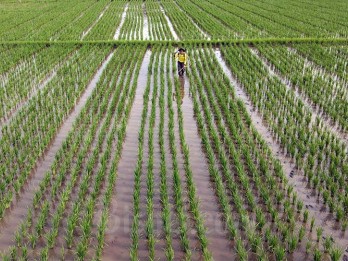 Pupuk Subsidi Langka, Petani Diimbau Pakai Jenis Organik