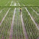 Pupuk Subsidi Langka, Petani Diimbau Pakai Jenis Organik