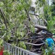 Angin Kencang Landa Padang, Pohon Tumbang Timpa Mobil hingga Rumah