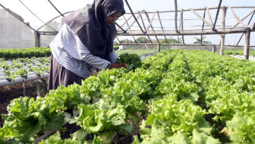 Petani Milenial di Malang Gunakan Teknologi Hidroponik
