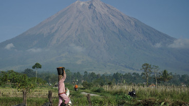 Panen Tomat Lebih Awal Antisipasi Dampak Cuaca