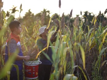 Pemkot Bandung Kembangkan Budi Daya Sorgum sebagai Alternatif Pangan