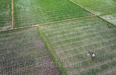 Pemerintah Beri Bantuan Petani Gagal Panen Rp8 Juta per Hektare