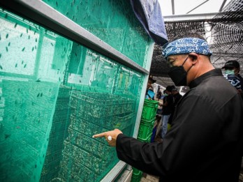 Kota Bandung Sudah Miliki Rumah Maggot, Sukses Kelola 377 Ton Sampah Organik