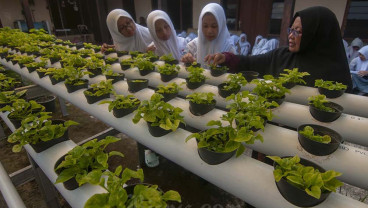 Belajar Mengenal Pertanian Hidroponik di Sekolah