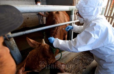 Waspada! Jelang Ramadan, PMK Hewan Ternak Kembali Mewabah di Garut