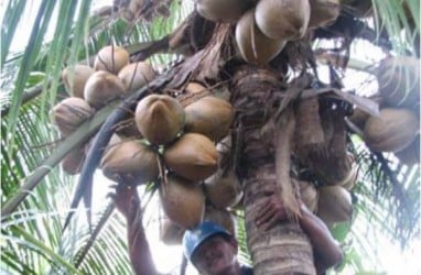 Pelabuhan Ekspor Dibuka Kembali, 200 Ton Kelapa Bulat Indragiri Hilir Dikirim ke Malaysia