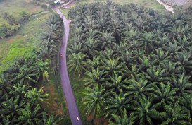 Petani di Kaltim Beralih ke Sawit, Produksi Beras Menurun